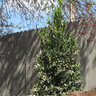 Prunus Caroliniana Everbrite Cherry Laurel