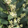 Prunus Caroliniana Everbrite Garden Debut Cherry Laurel 7 gal. Container