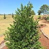 Prunus Caroliniana Everbrite Garden Debut Cherry Laurel 7 gal. Container