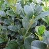 Buxus Shadow Sentry Boxwood
