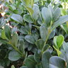 Buxus Shadow Sentry Garden Debut Boxwood 3 gal. Container