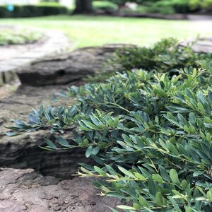 Distylium myricoides Bluescape Garden Debut Distylium True 3 gal. (11.36 L) Container