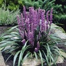 Liriope Muscari Purple Explosion Lilyturf