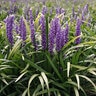 Liriope Muscari Purple Explosion Lilyturf