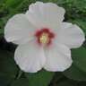 Hibiscus X Big Hit White Hardy Hibiscus