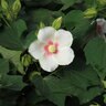 Hibiscus X Big Hit White Hardy Hibiscus