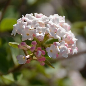 Viburnum Carlesii Sugar N' Spice Koreanspice Viburnum