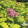 Spiraea X Golden Kupcake Spirea