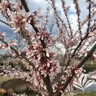 Cercis Canadensis Cotton Candy Garden Debut Eastern Redbud 7 gal. Container