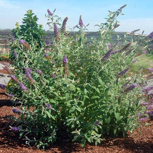 Buddleja x Asian Moon Seedless Butterfly Bush