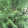 Thuja Plicata Emerald Teardrop Arborvitae