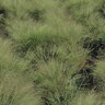 Eragrosti Elliottii Bluer Than You Love Grass