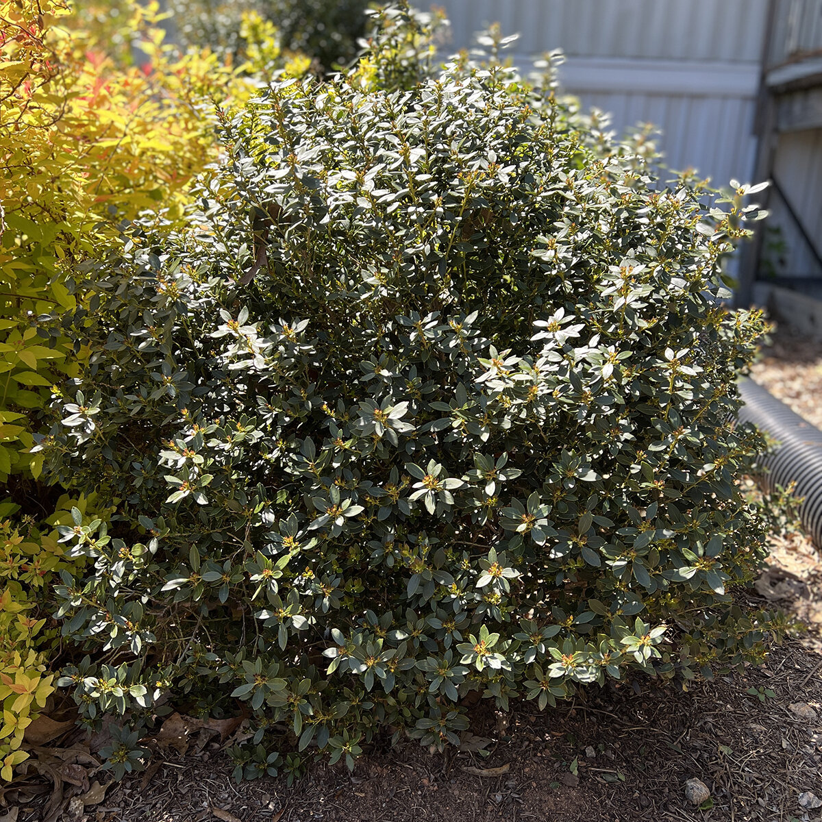 Ilex Glabra Forever Emerald Inkberry Holly | SiteOne US