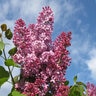 Syringa x Crimson Doll Garden Debut Lilac