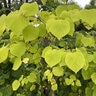 Cercis Canadensis Rise 'N Shine Eastern Redbud