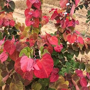 Cercis Canadensis Hearts A'fire Eastern Redbud