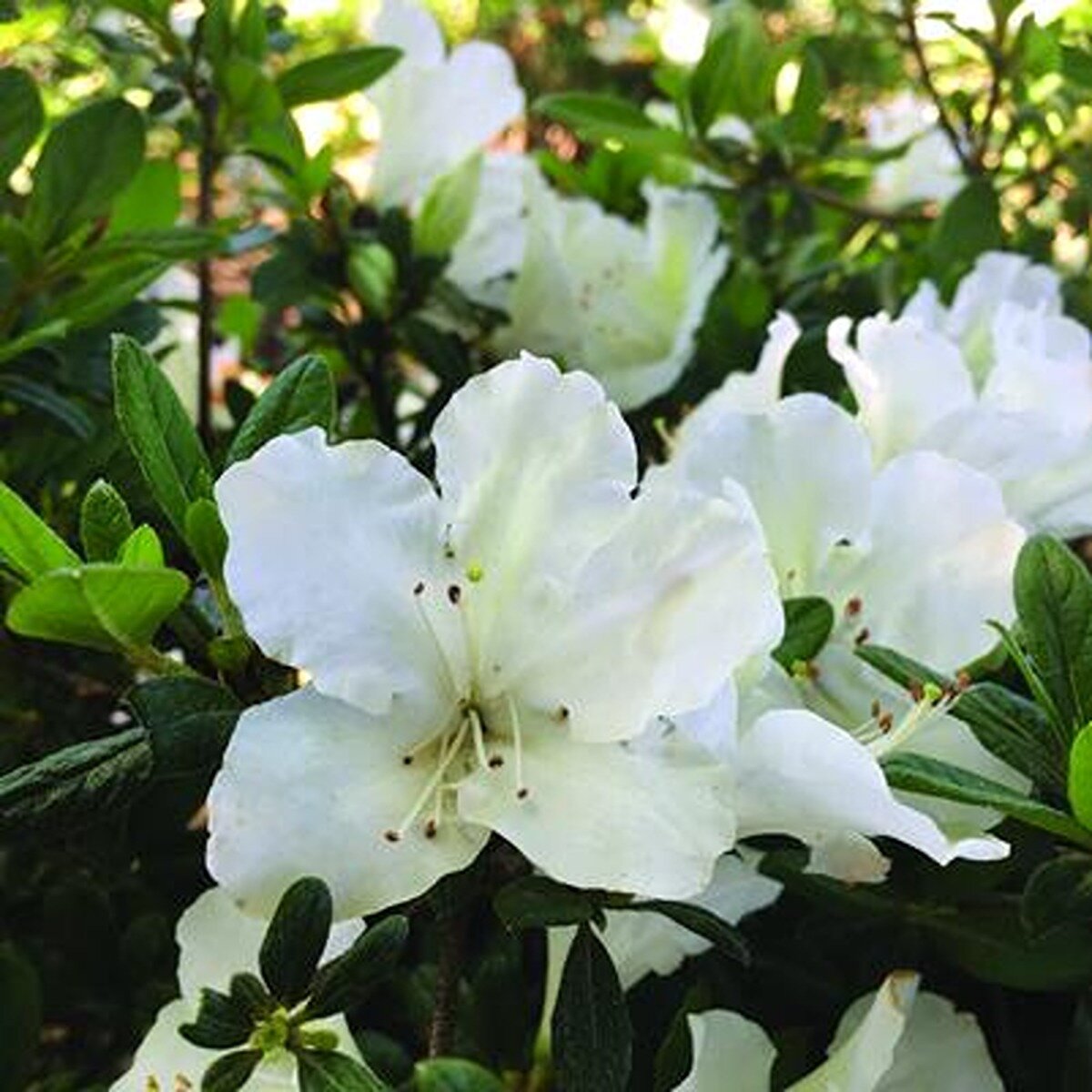 Rhododendron x Bloom-A-Thon Pearl Azalea | SiteOne US