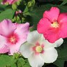 Hibiscus x Big Hit Triple Hardy Hibiscus