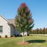 Acer rubrum Summer Red Garden Debut Red Maple
