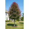 Acer rubrum Summer Red Garden Debut Red Maple 3 gal. Container
