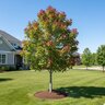 Acer rubrum Summer Red Garden Debut Red Maple