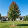 Acer rubrum Summer Red Garden Debut Red Maple