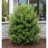 Ilex x Monarch Holly