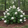 Hydrangea quercifolia Alice N' Wonderland Oakleaf Hydrangea