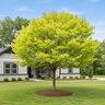 Cercis Canadensis Rise 'N Shine Eastern Redbud