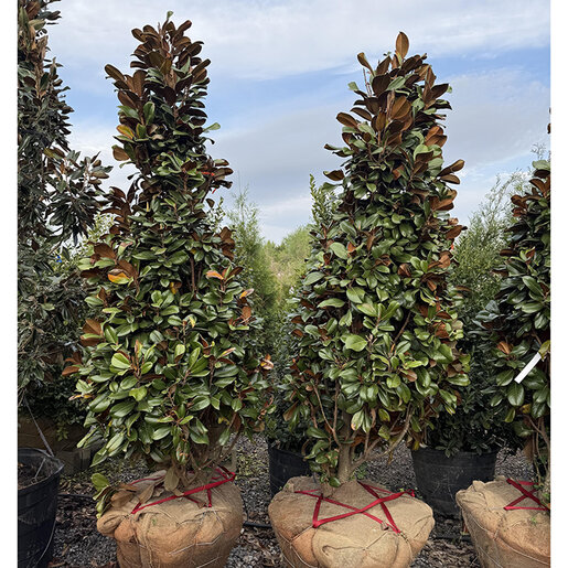 Magnolia grandiflora Teddy Bear Garden Debut Southern Magnolia