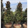 Magnolia grandiflora Teddy Bear Garden Debut Southern Magnolia