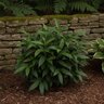 Aspidistra elatior Tiny Tank Garden Debut Dwarf Cast Iron Plant