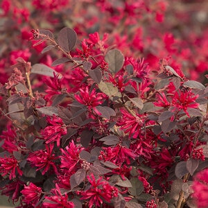 Loropetalum chinense var. rubrum Glowing Horizons Ever Red Gardeners Confidence Fringe Flower