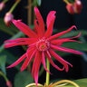 Illicium X Scorpio Anise