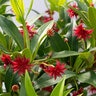 Illicium X Scorpio Anise