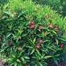 Illicium X Scorpio Anise