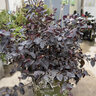 Loropetalum chinense var. rubrum Glowing Horizons Ever Red Gardeners Confidence Fringe Flower