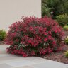 Loropetalum chinense var. rubrum Glowing Horizons Ever Red Gardeners Confidence Fringe Flower