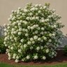 Viburnum X Pearlific Viburnum