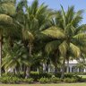 GROW MORE 1.5# PALM FOOD 15-5-15