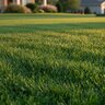 GrowStar Fertilizer 16-0-8 60% CRN 0.7Fe 50 lb.