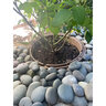H2O Wize 20€ WaterWell„¢ NO drip system