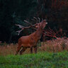 Trico Deer Elk and Moose Natural Liquid Animal Repellent