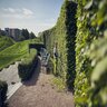 Husqvarna 36V 525iHE4 Brushless Cordless 24 in. Adjustable-Head 13 ft. Length Pole Hedge Trimmer (Tool Only)