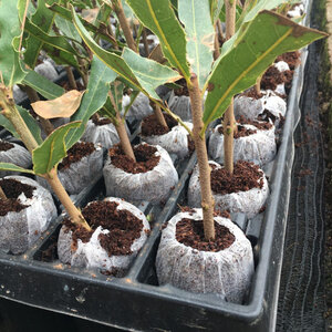 Jiffy Peat Pellet Seed