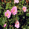 Rosa x Blushing Knock Out Shrub Rose 5 gal. Container