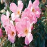 Rosa x Blushing Knock Out Shrub Rose 5 gal. Container