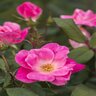 Rosa X Pink Knock Out Rose 2 gal. Container
