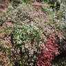 Nandina Domestica Compacta Dwarf Heavenly Bamboo 7 gal. Container