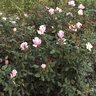 Rosa X Pink Knock Out Rose 3 gal. Container